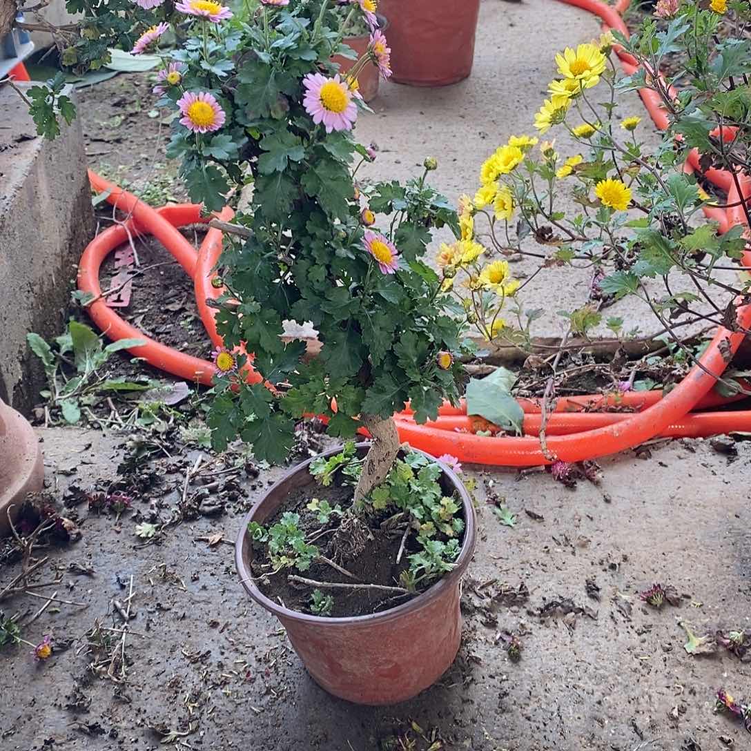 花***时完全开放菊花菊花