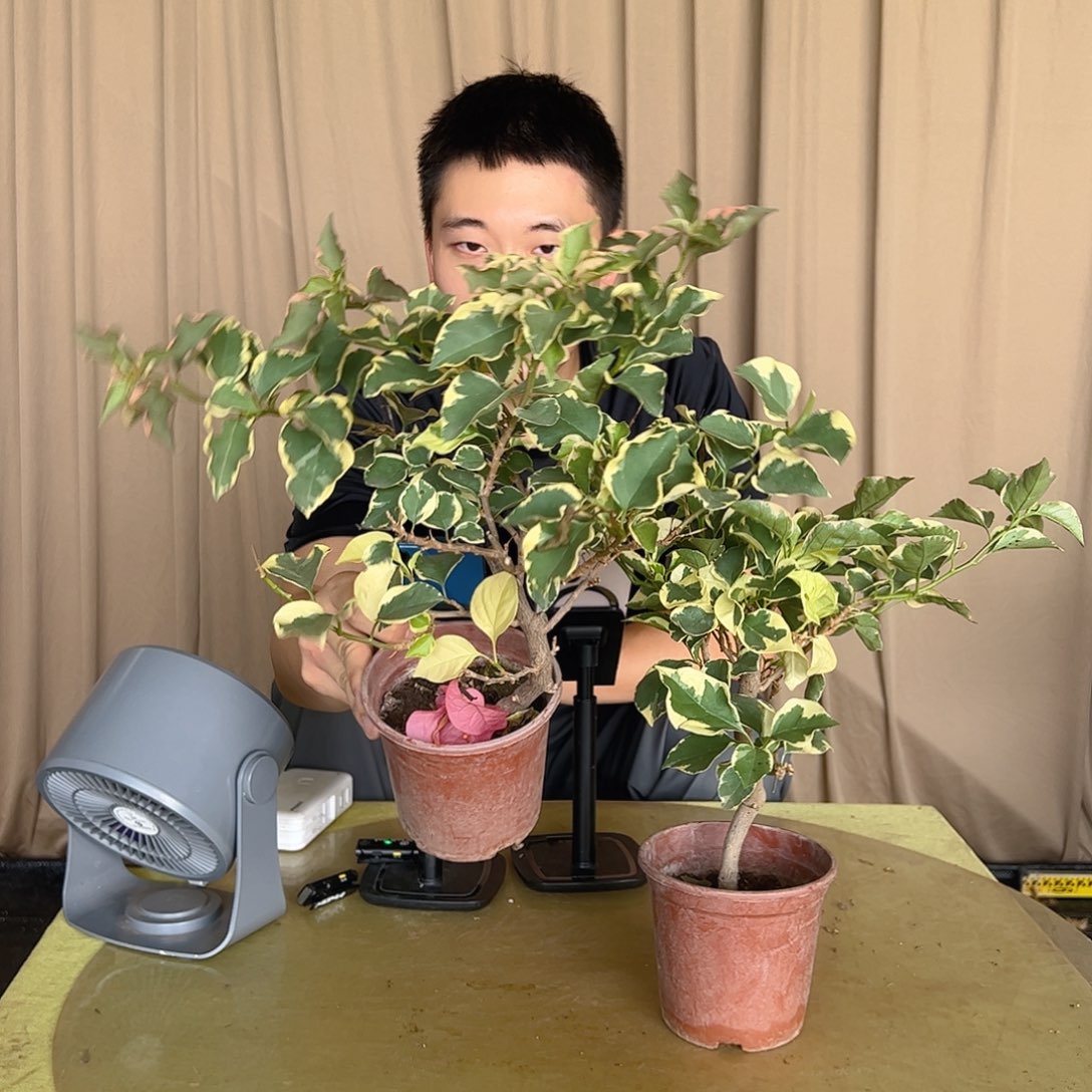 金边蓝月亮小一颗