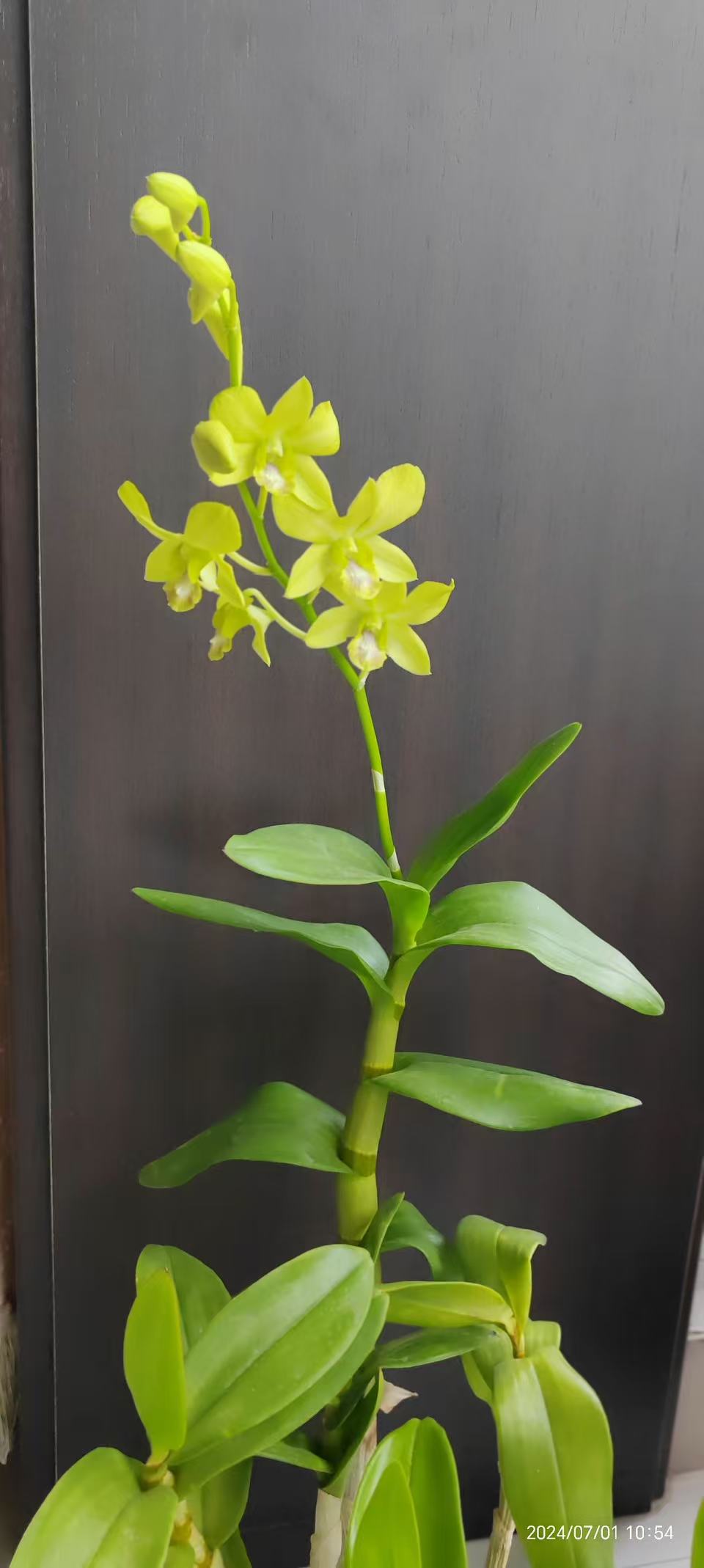 泰山 秋石斛盆栽带花好养花期长适合客厅阳台种植花卉绿植