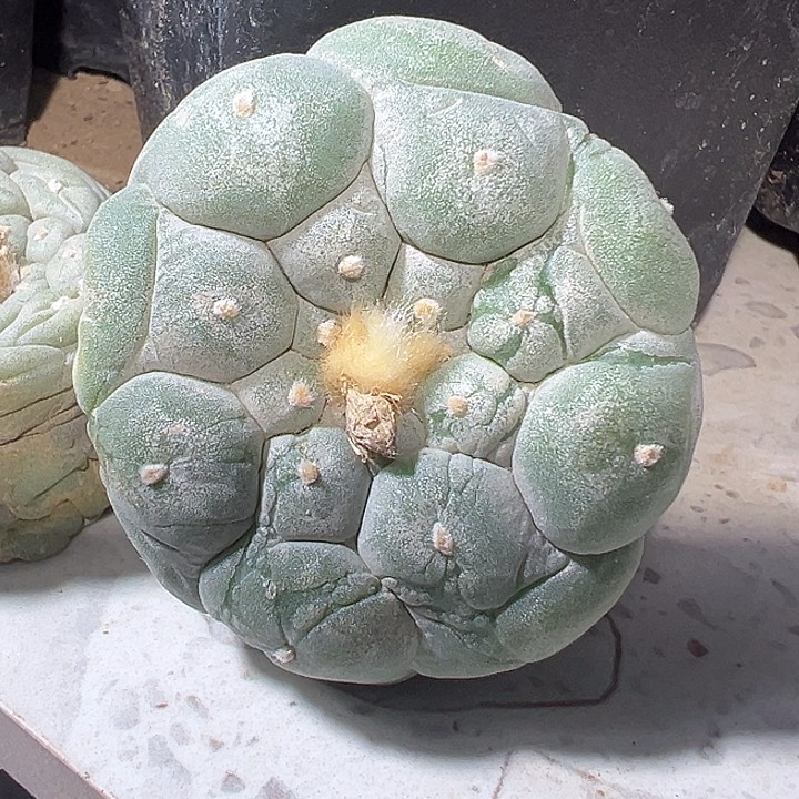 落地无根海鲜259