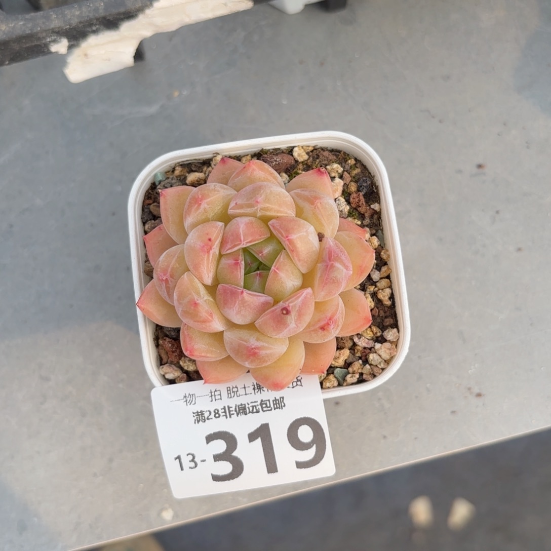 璇玑单头多肉多肉