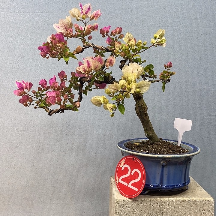 完全开放三角梅一物一拍