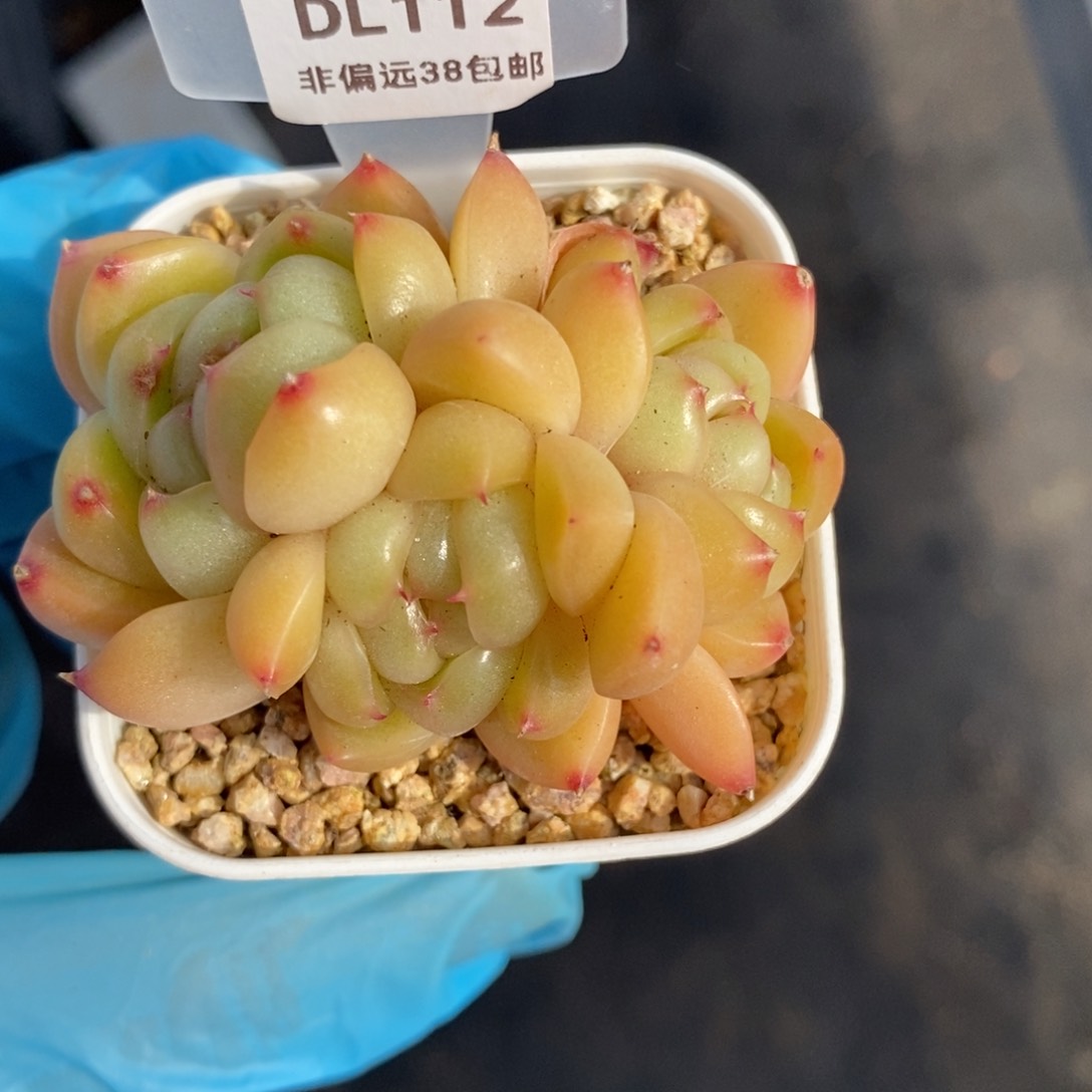 112东篱下多肉植物盆栽