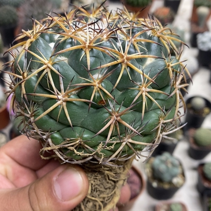 大号天丝象牙带疤特价