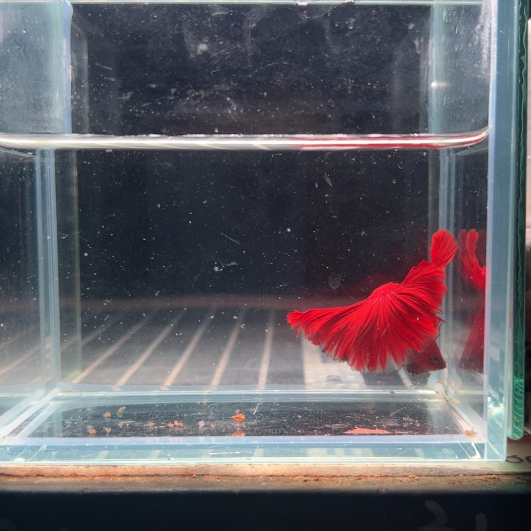 海水鱼热带鱼斗鱼2号