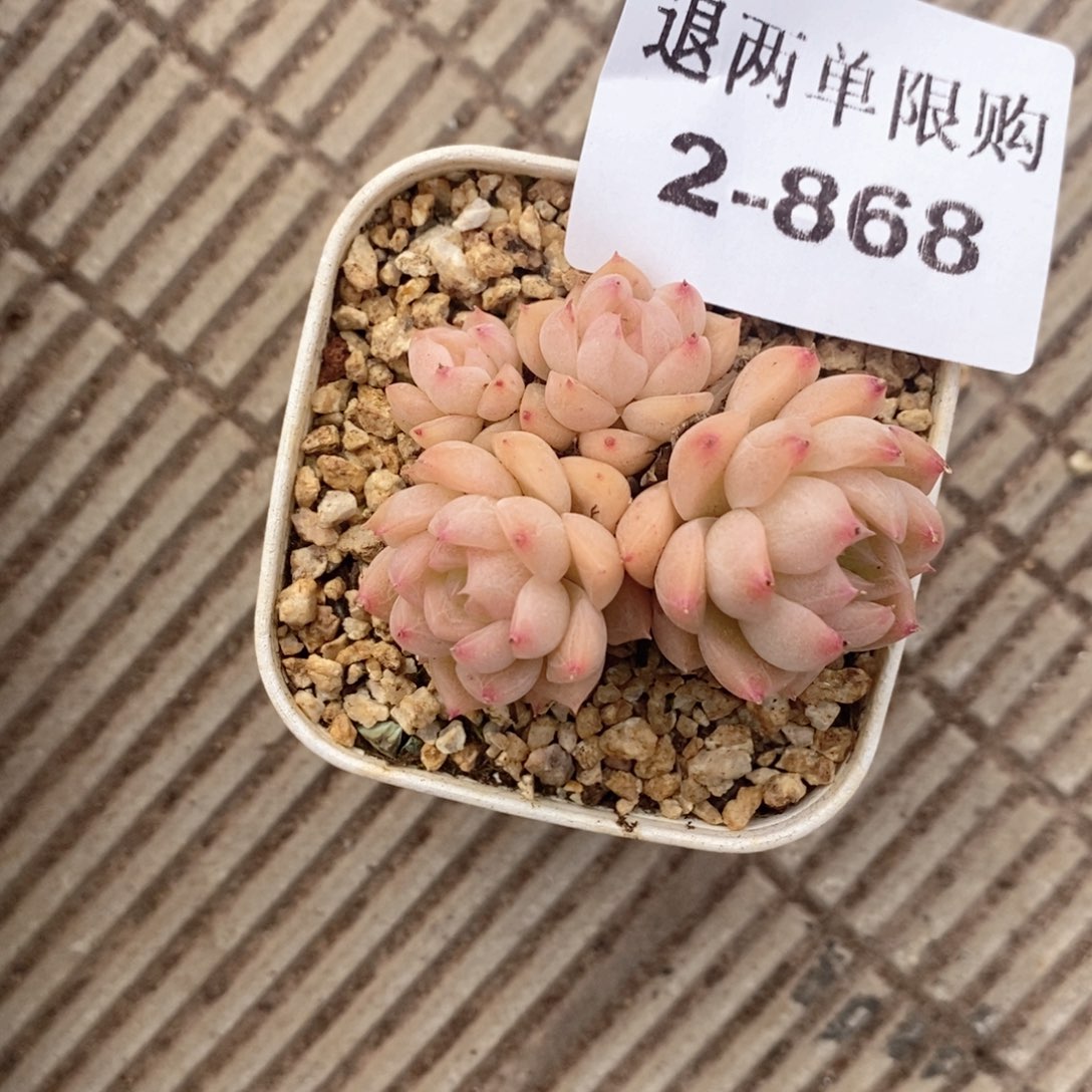 2-868 新疆西藏内蒙低于零下10度不发脱土发货