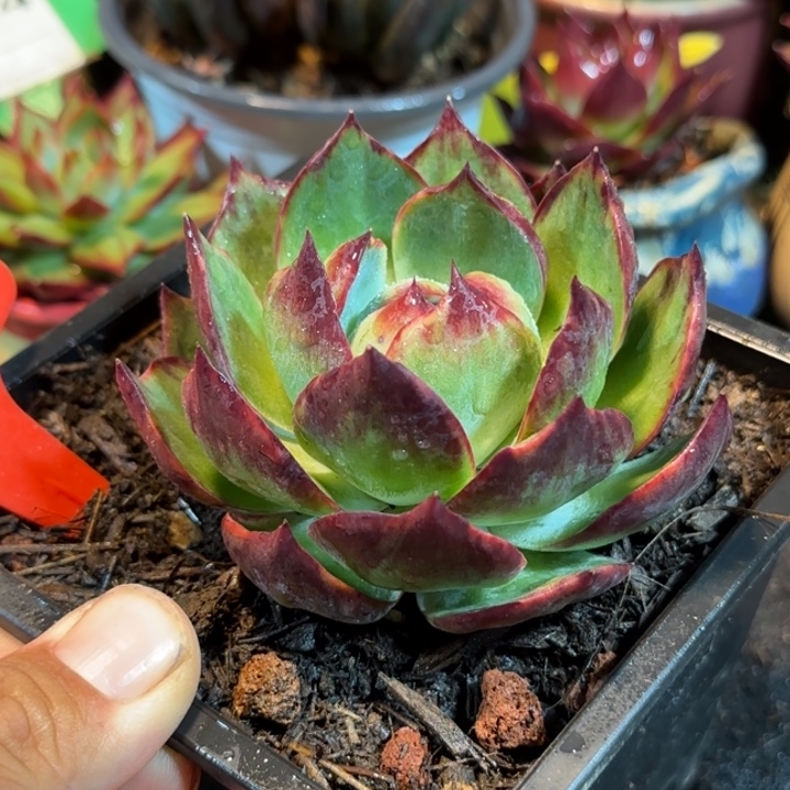 惊鸿一物一拍包装收缩花旱185