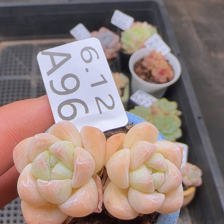 双头冰玉一颗脱土发货