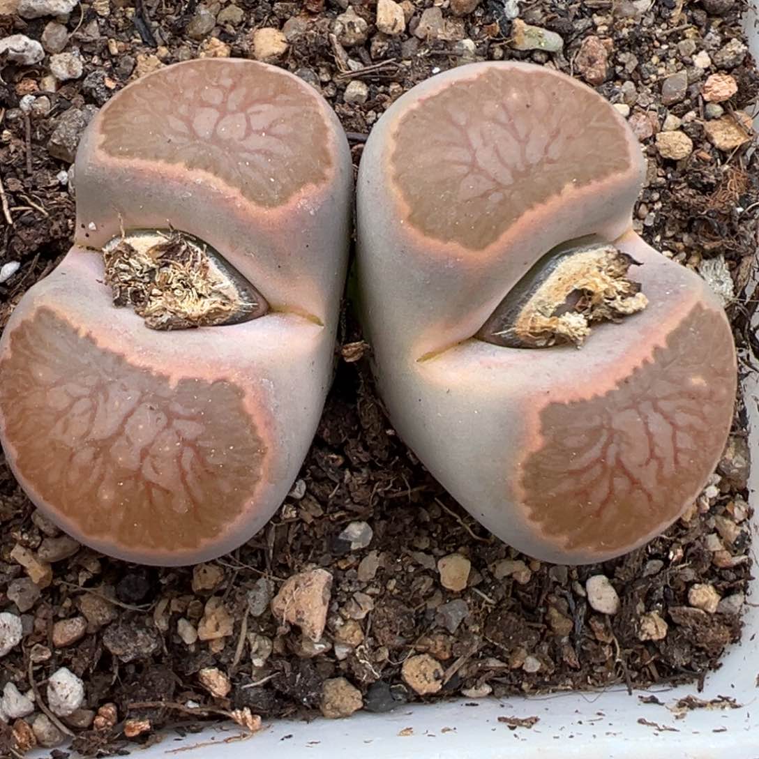 2.15好看的多肉650