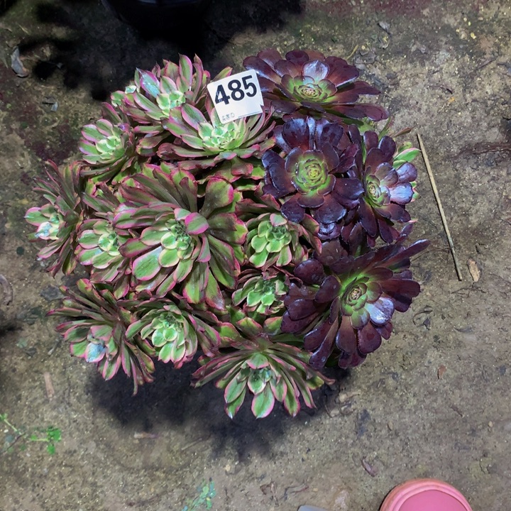 幸***伱无花朵冰墨花485000000