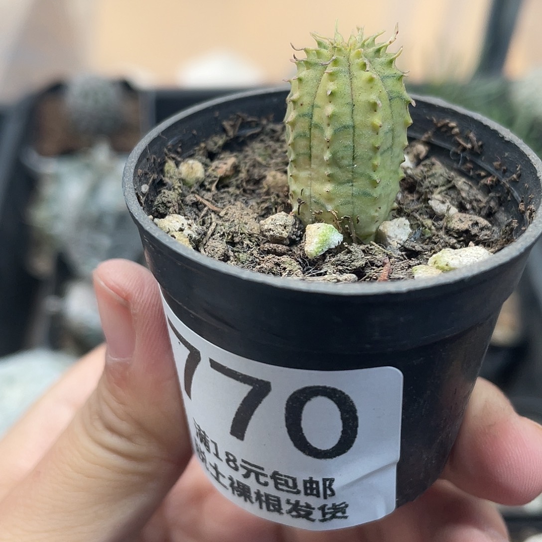 770布纹球锦（满18元包邮）