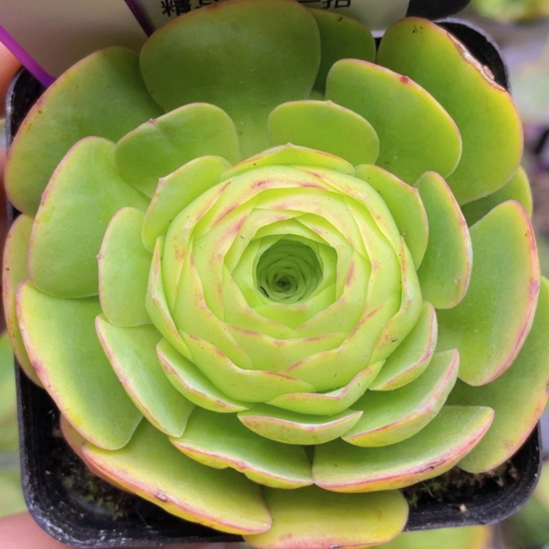 千寻玫瑰一物一拍620