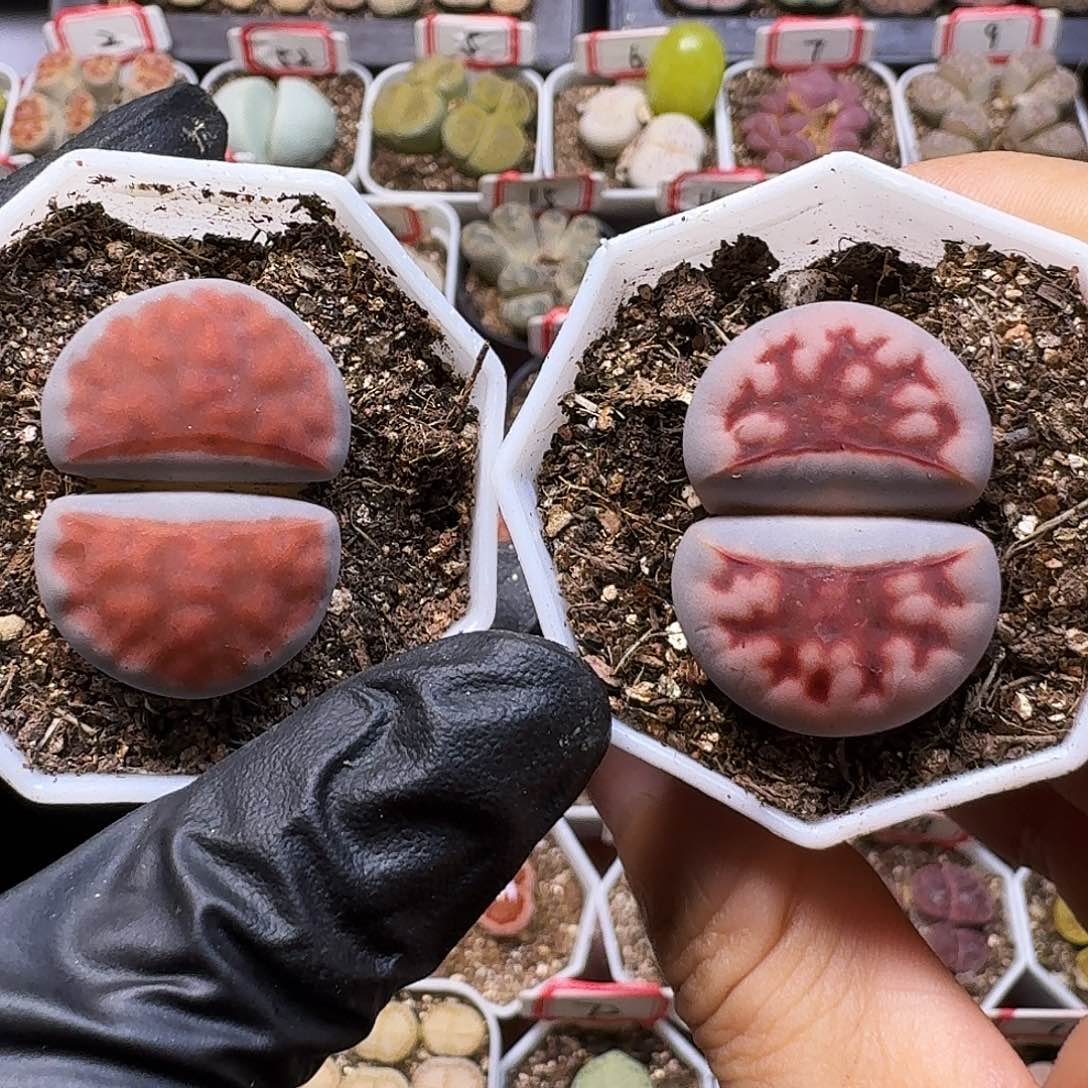 米***儿生石花11111。   255