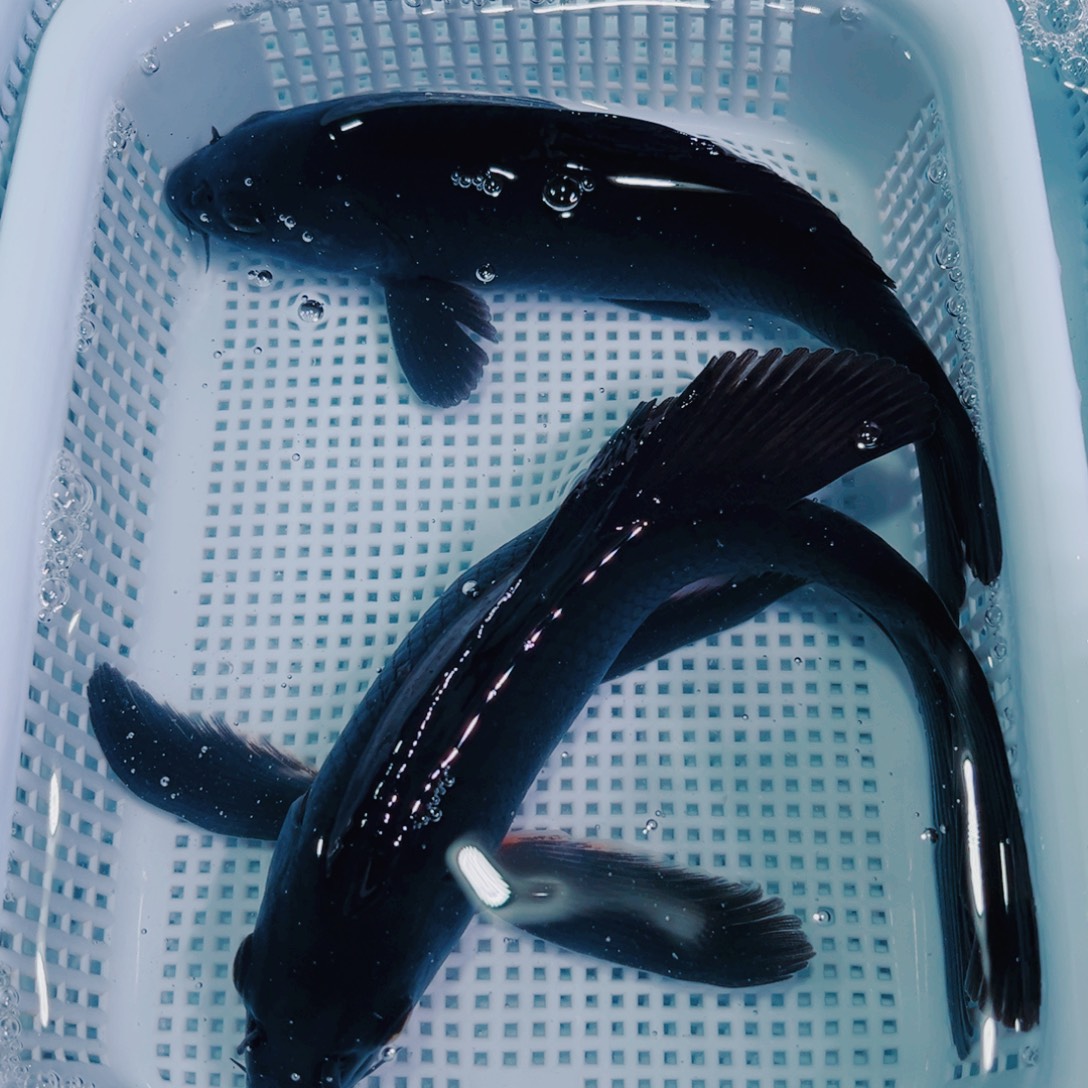 锦鲤锦鲤冷水鱼观赏