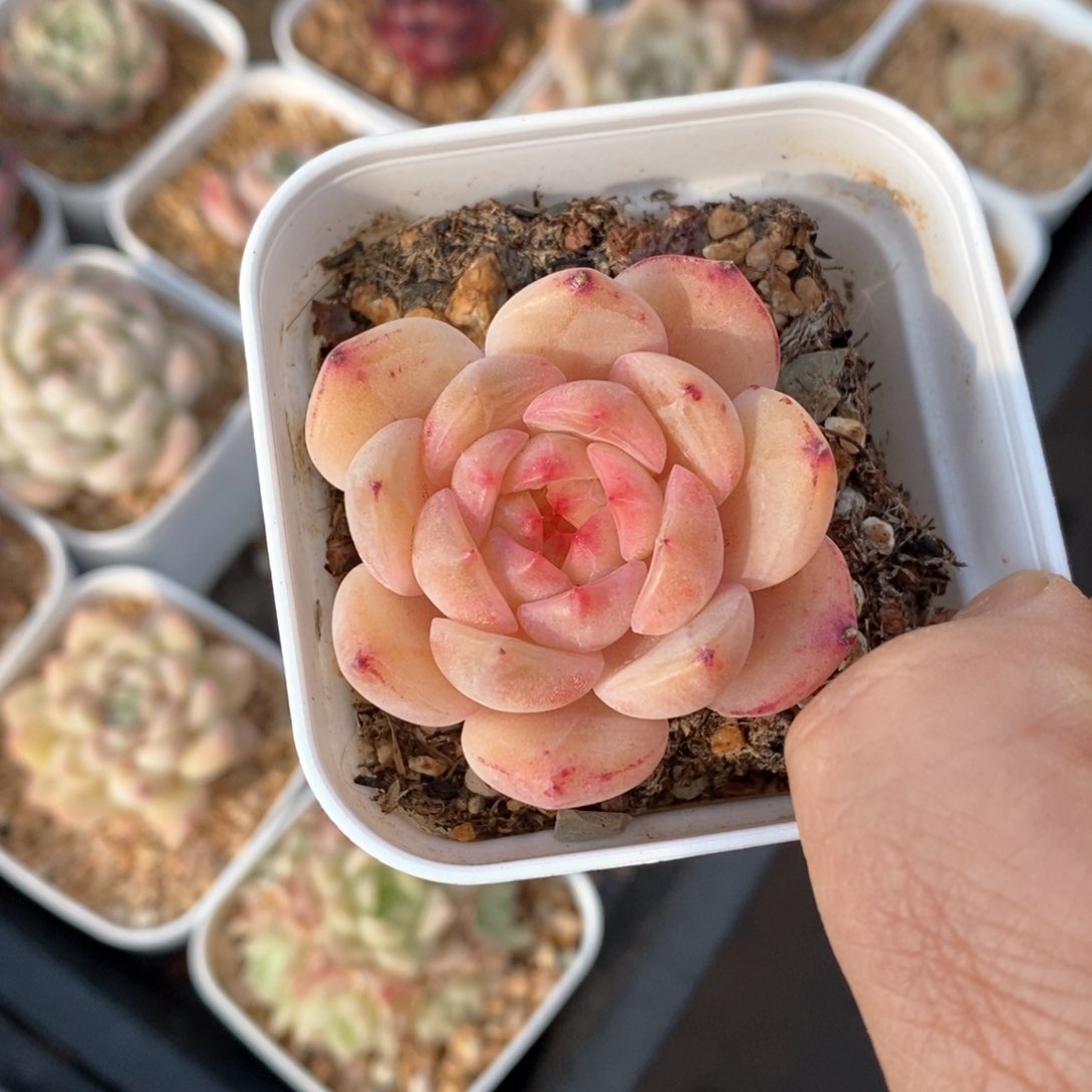 精品多肉一物一拍不包整715