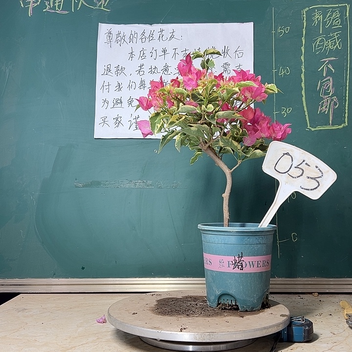 当前无花栽培后可以开花蜡染粉 弯杆053