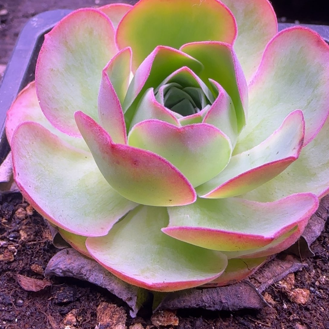 福利6.8厘米玫瑰131343435353