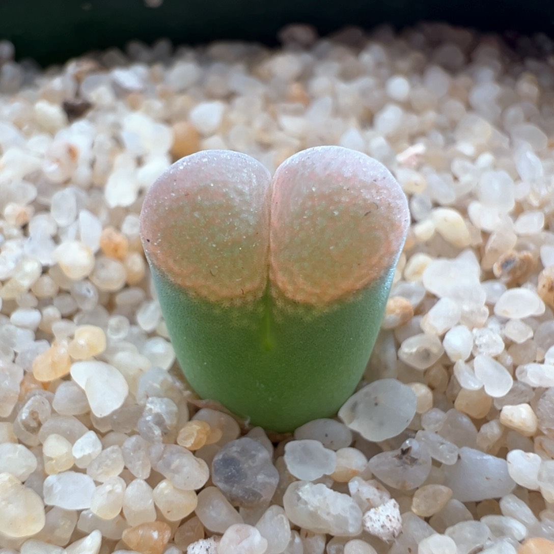 281。青蛙优选1089鲑鱼粉 