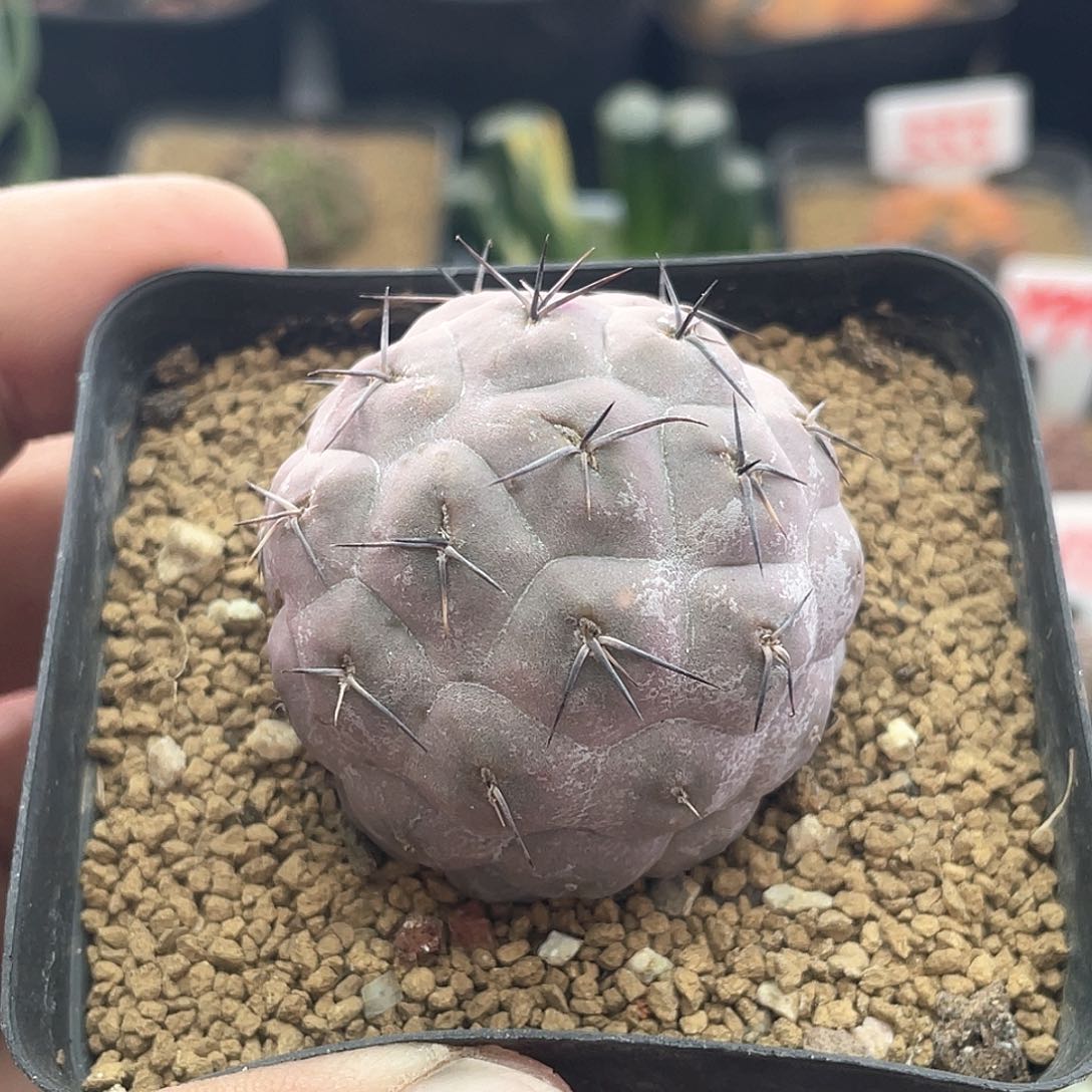 紫肌巨型习志野仙人球多肉