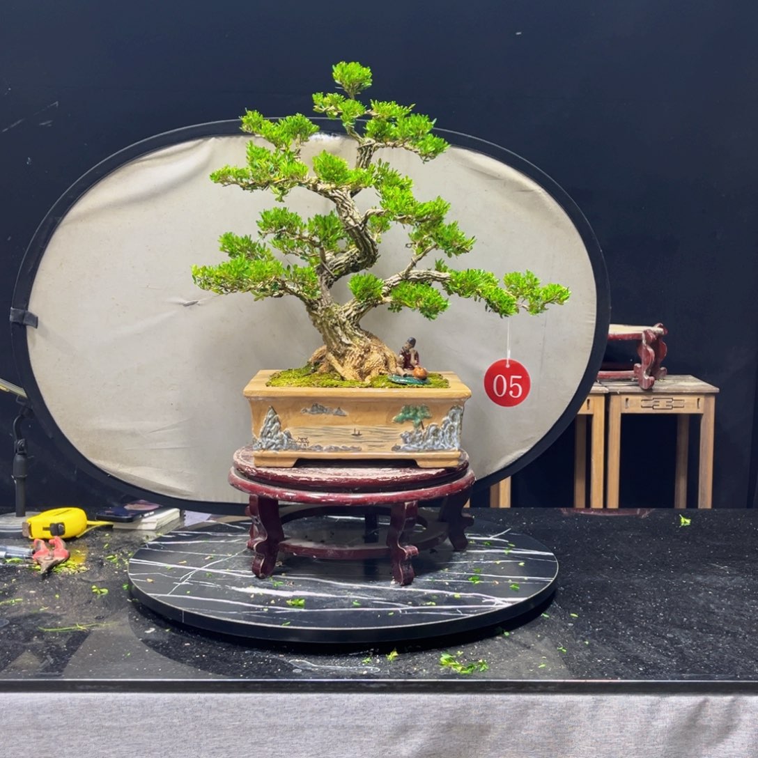 C***_完全开放黄杨盆景