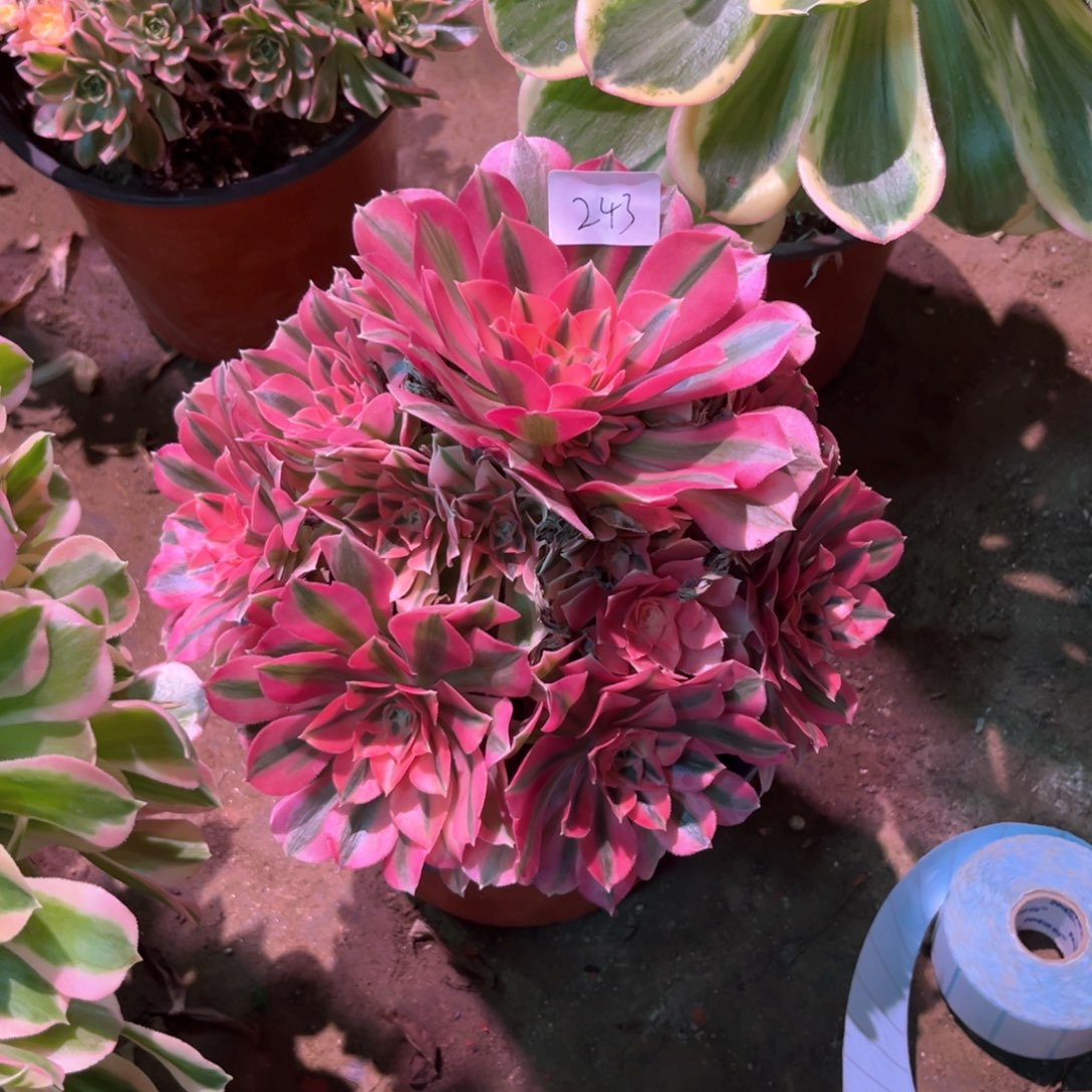 多肉植物女巫243