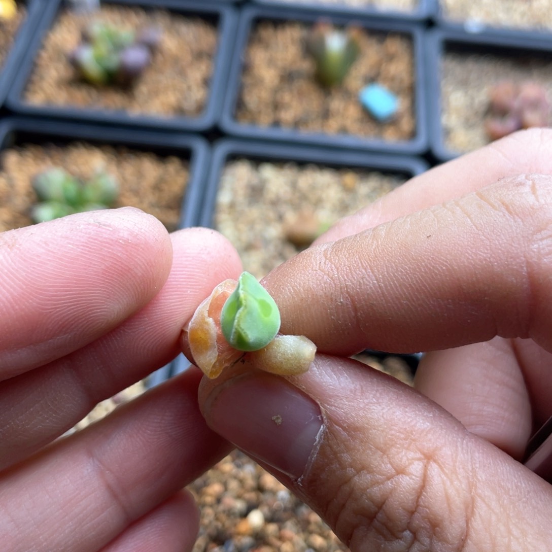 单头优选空蝉一棵