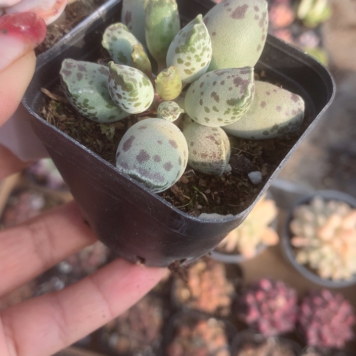 海豹子。（满9.99包邮不满9.99发空盆）