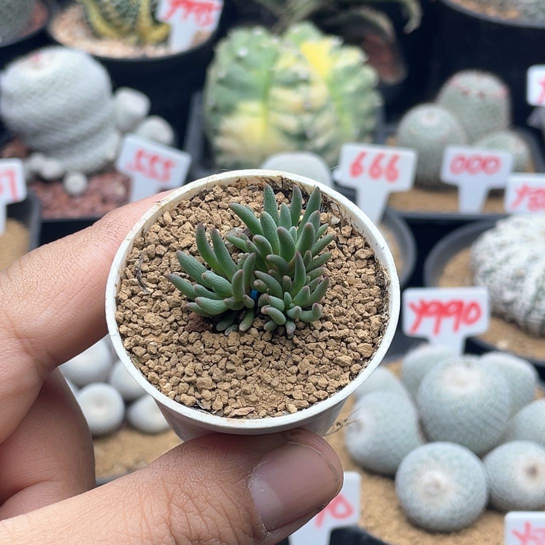 晶珊瑚 致远多肉