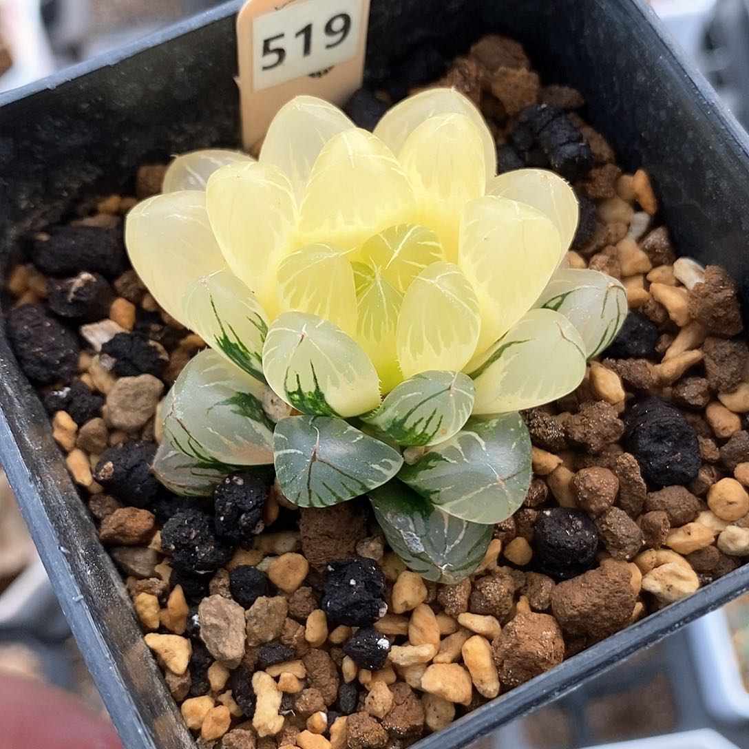 519号实生玉露锦一物一拍