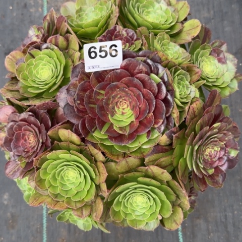 656花月夜30厘米左右