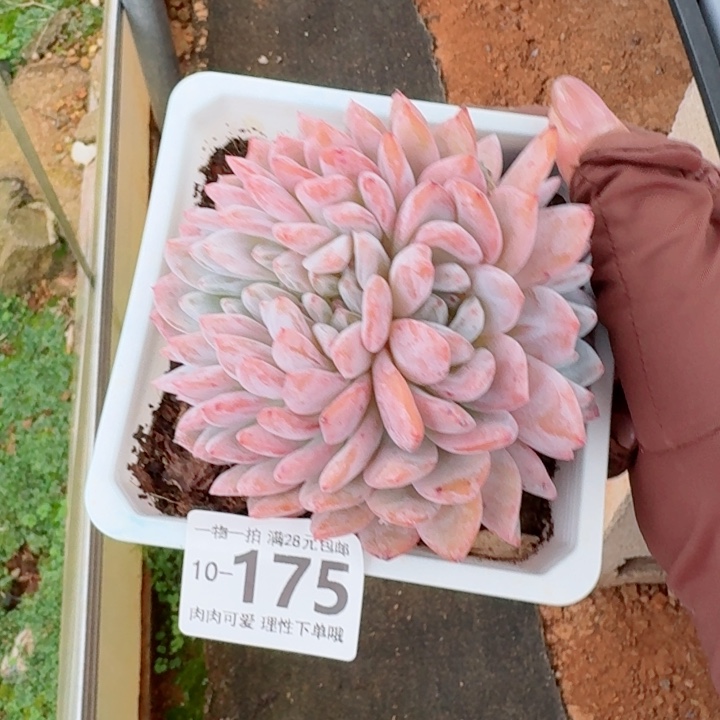 橙梦露缀化无盆土发货多肉