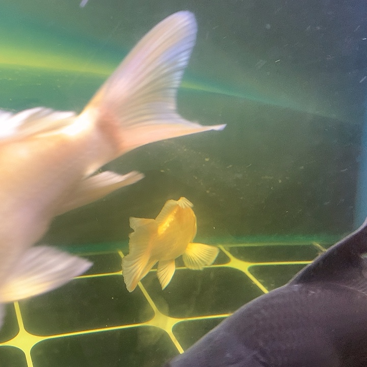 B***Y蝴蝶鲤鱼黄色普身蝴蝶鲤