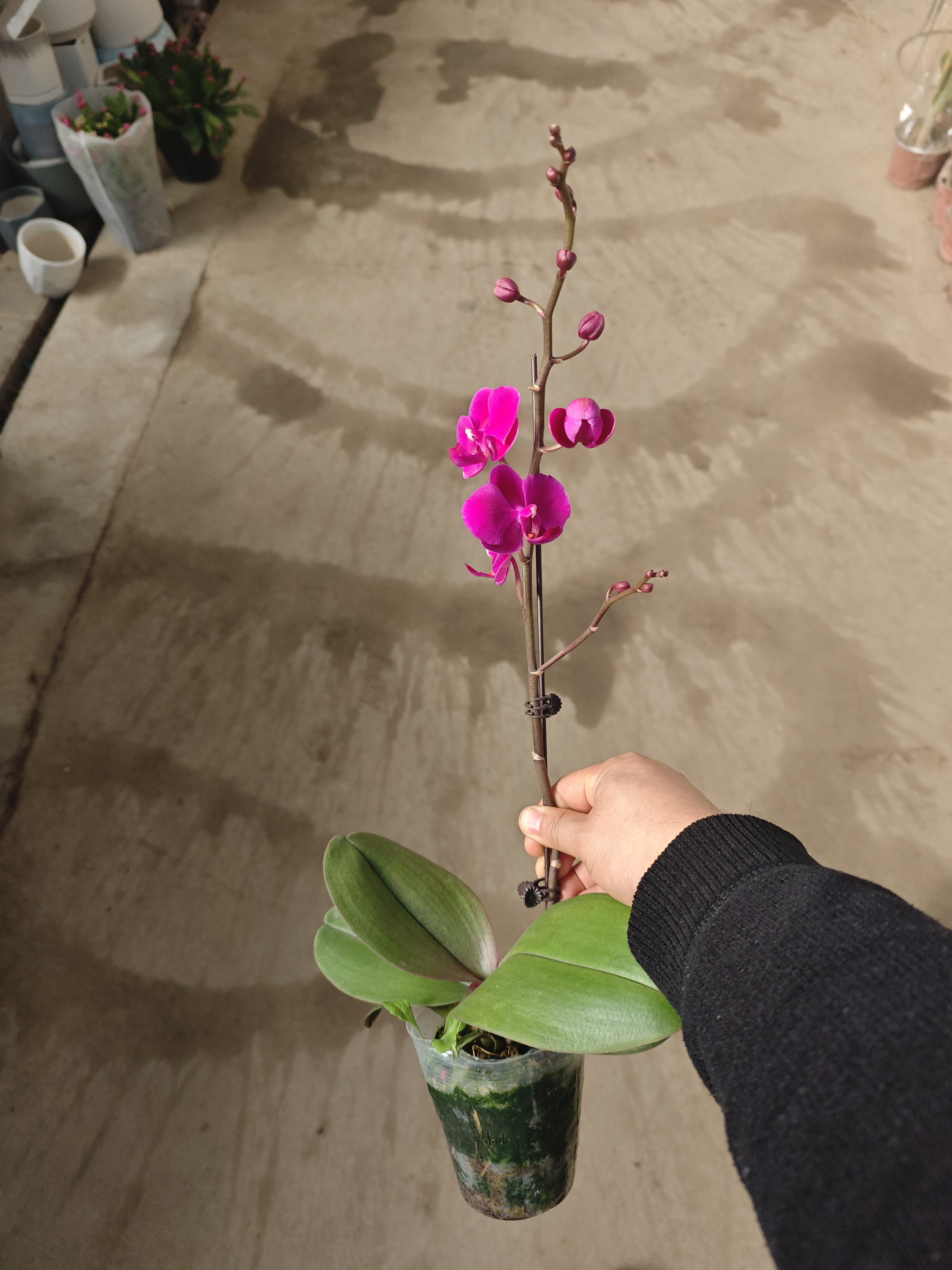 【满天红】蝴蝶兰 带花带花苞  2.8寸杯 弱根品