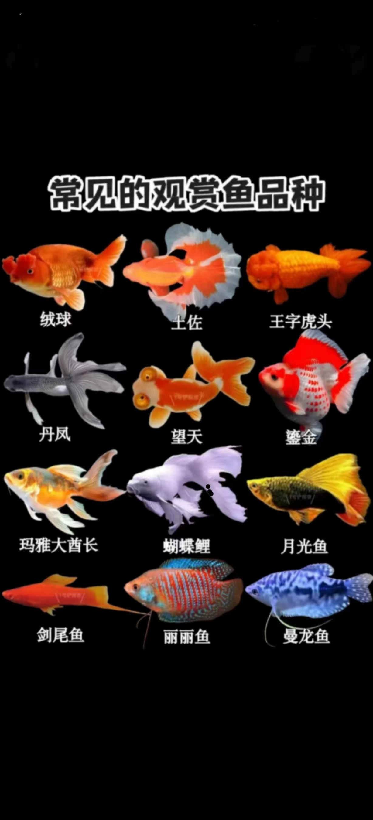 【包邮包活】观赏鱼淡水鱼锦鲤鱼草金兰寿泰狮斗鱼玛丽鱼蝶尾冷水鱼