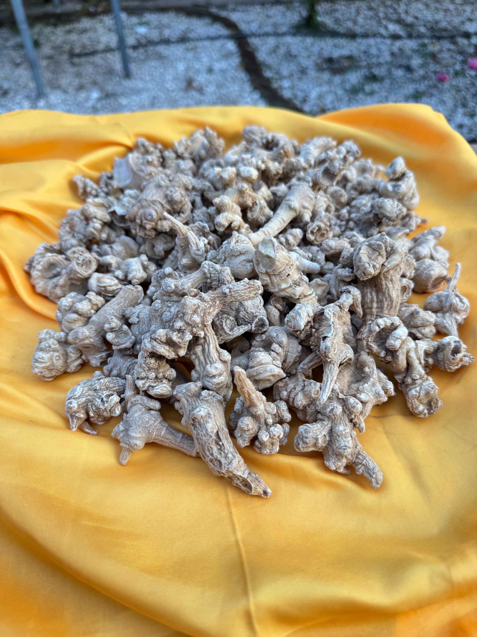 1【天-王-参】净含量：100-1000g【小田现收】