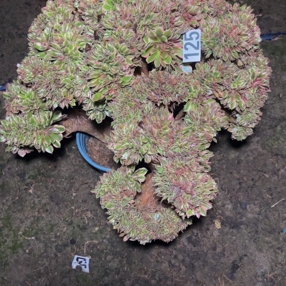 女神法师16////////38包邮