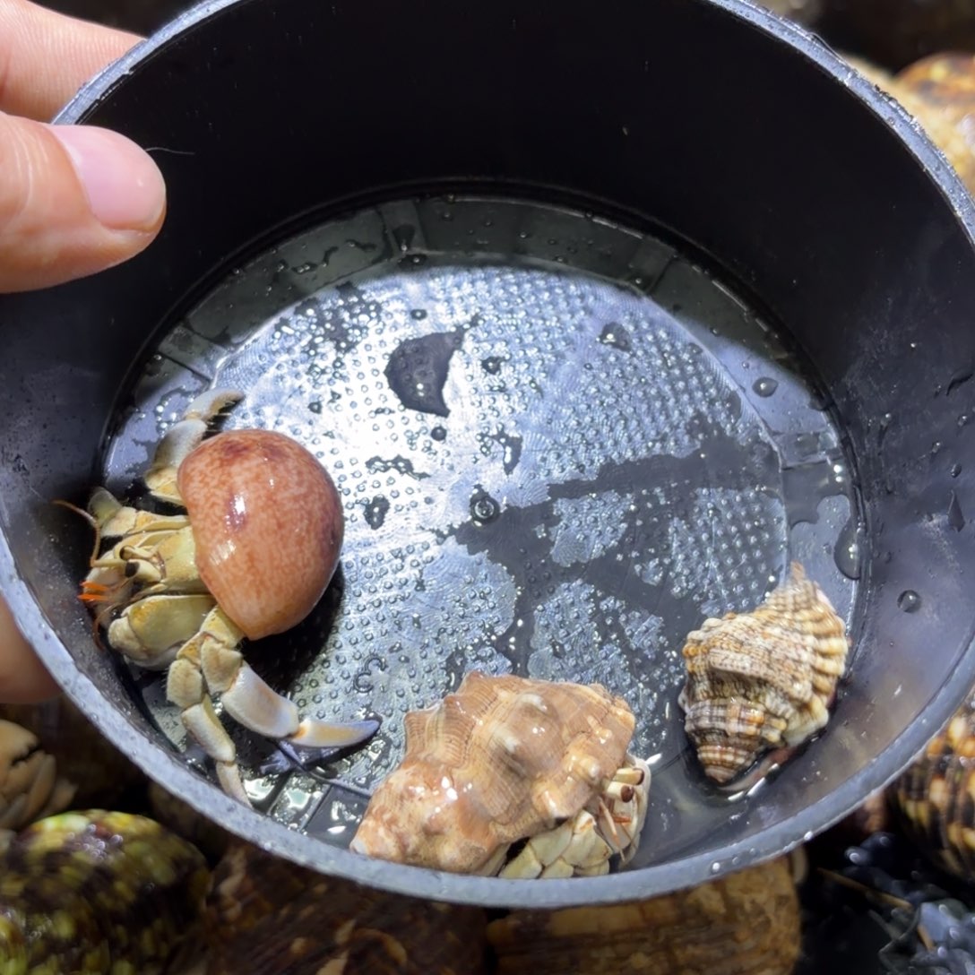 活体出售 不退不换 3