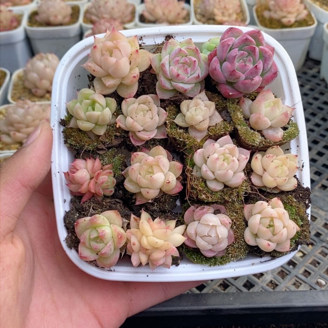 2-500 新疆西藏内蒙不发其他12.8包邮两到三公分多肉