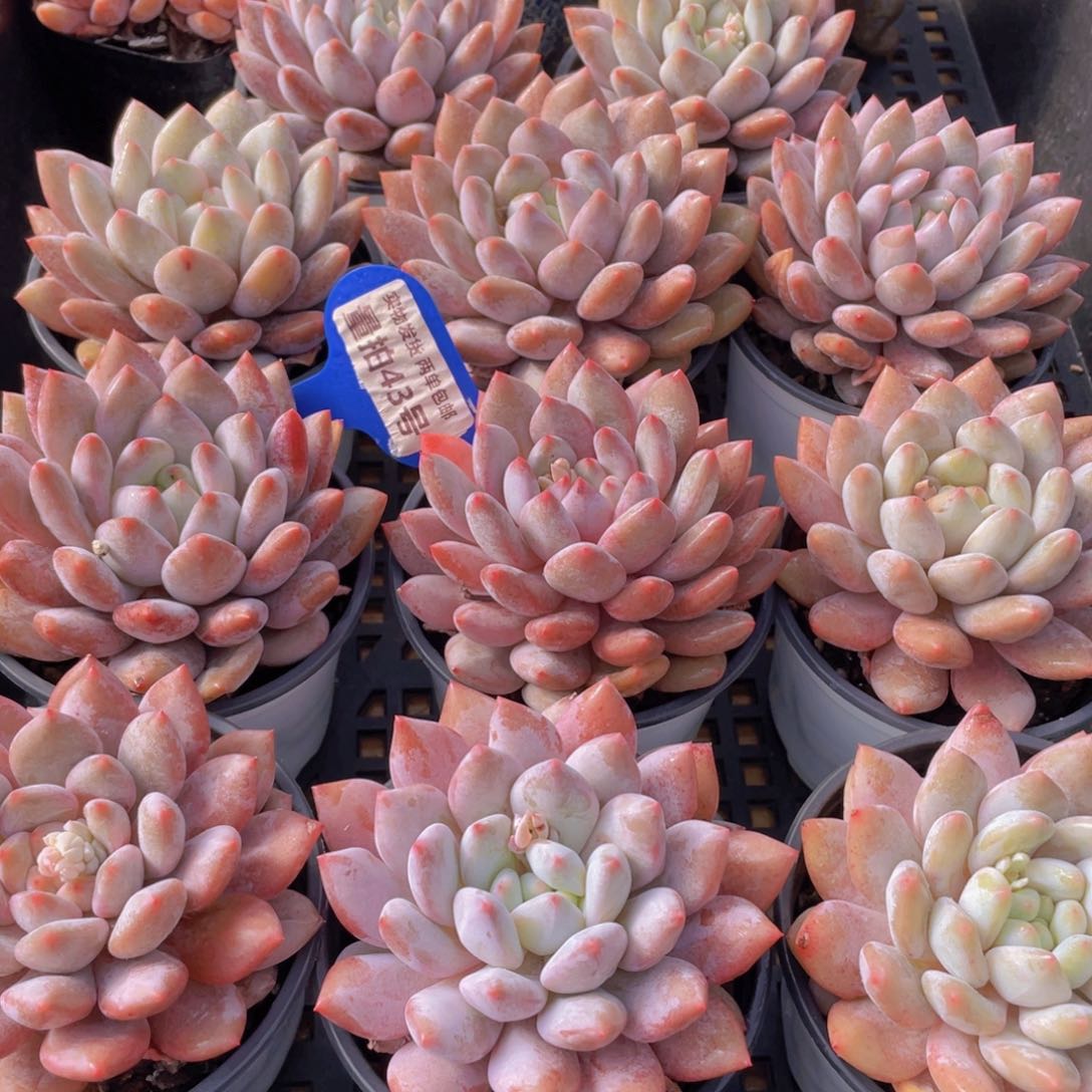 量拍43号 半夏母本大单头一个