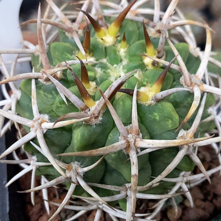 孤品实生短粗刺五十铃碧岩玉带锦福利