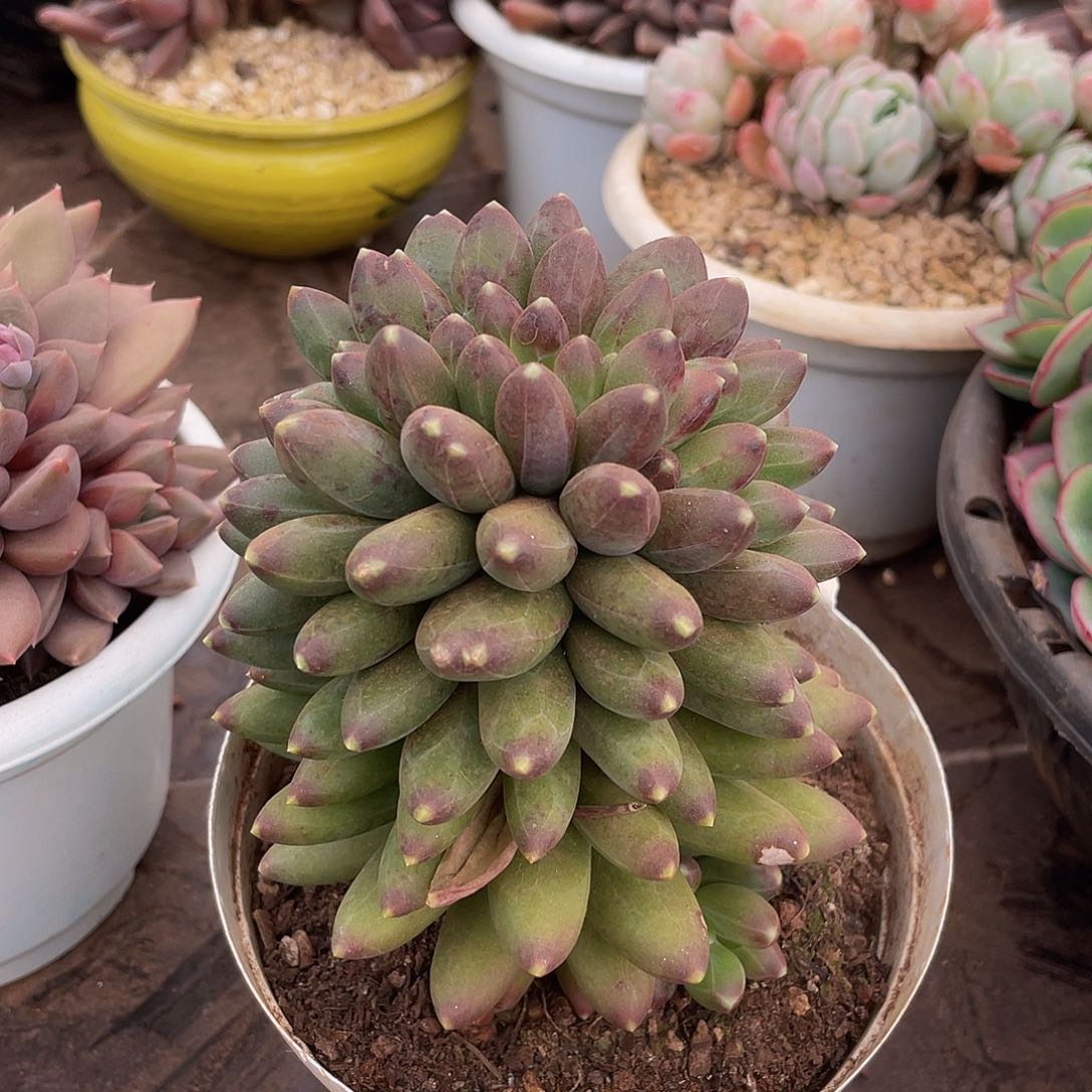 千代多肉多肉多肉