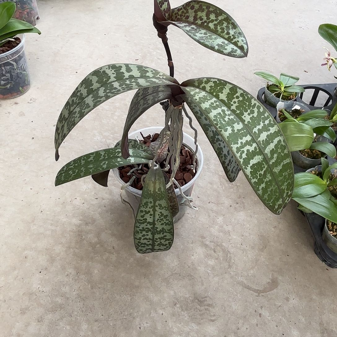 刘***哥当前无花栽培后可以开花