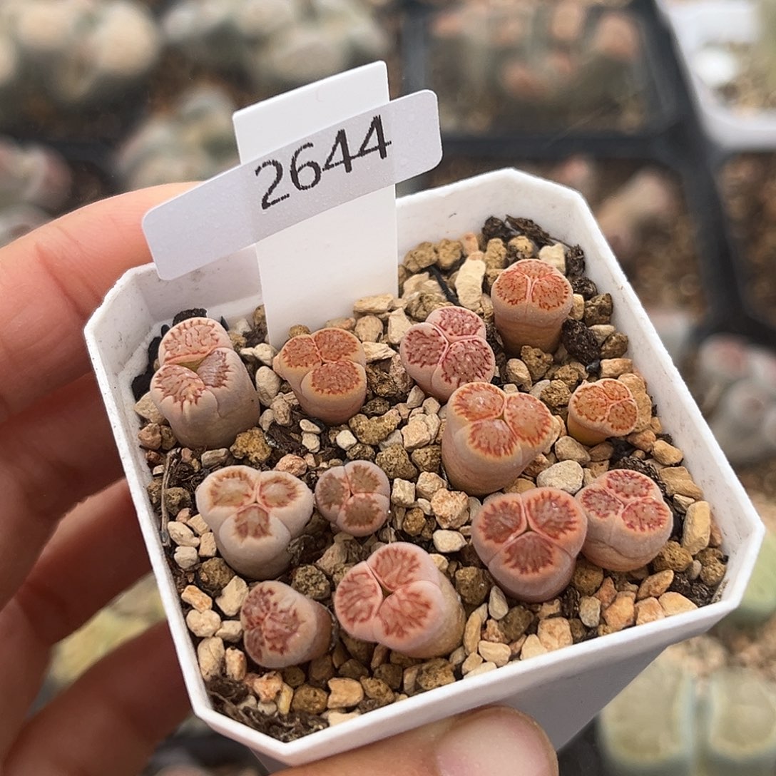 一物一拍红窗菊奔驰2644