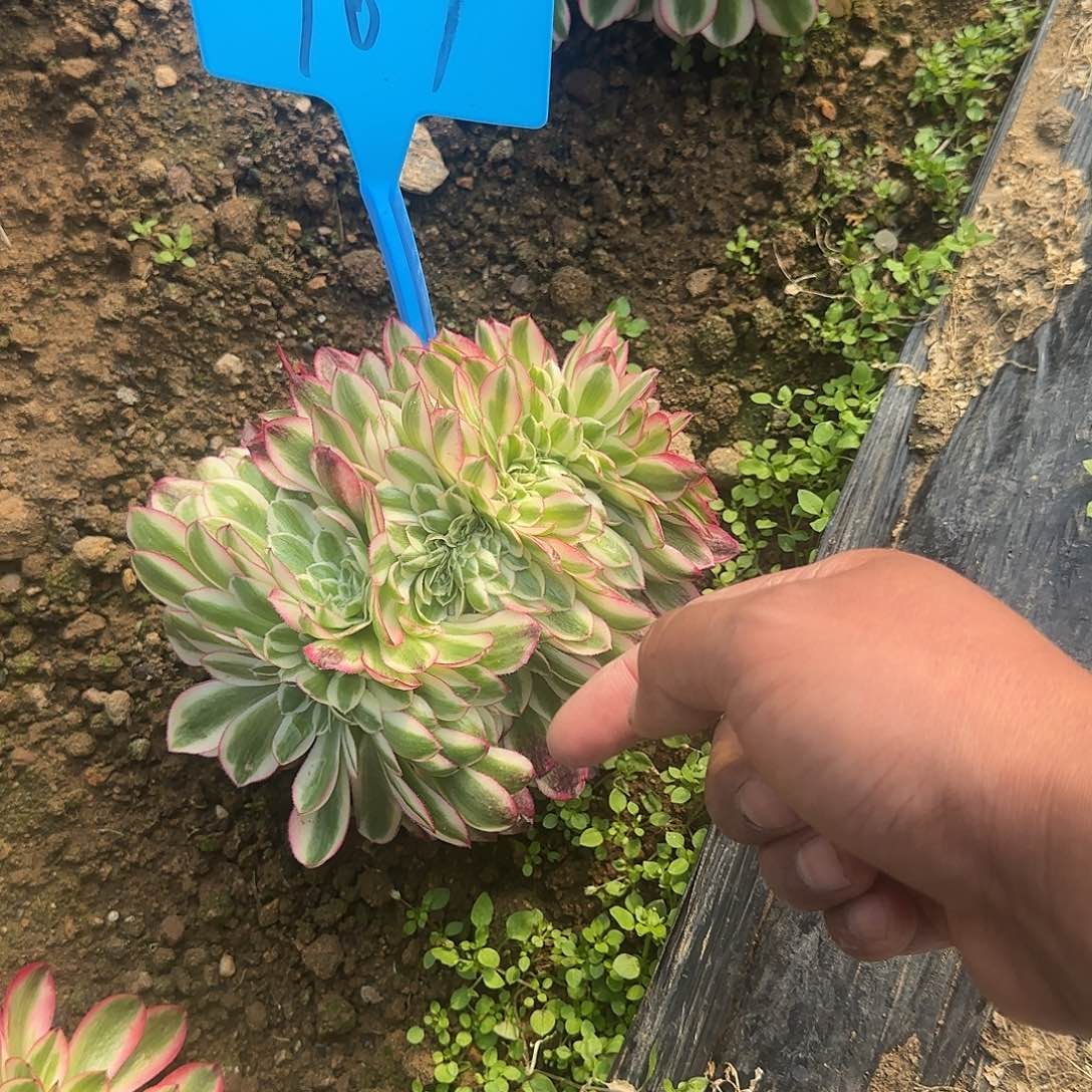 107倾城缀化寄养哦哦