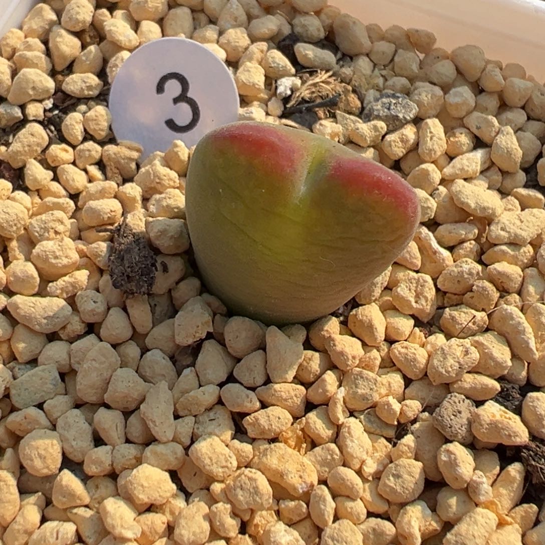 多肉植物111111111111