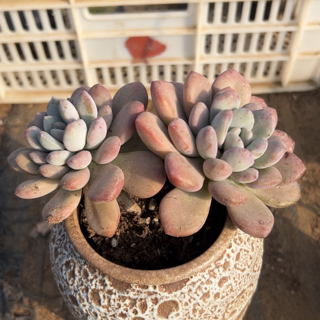 多肉植物白鹭老庄