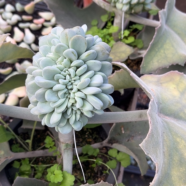 玉麒麟群生缀化多肉