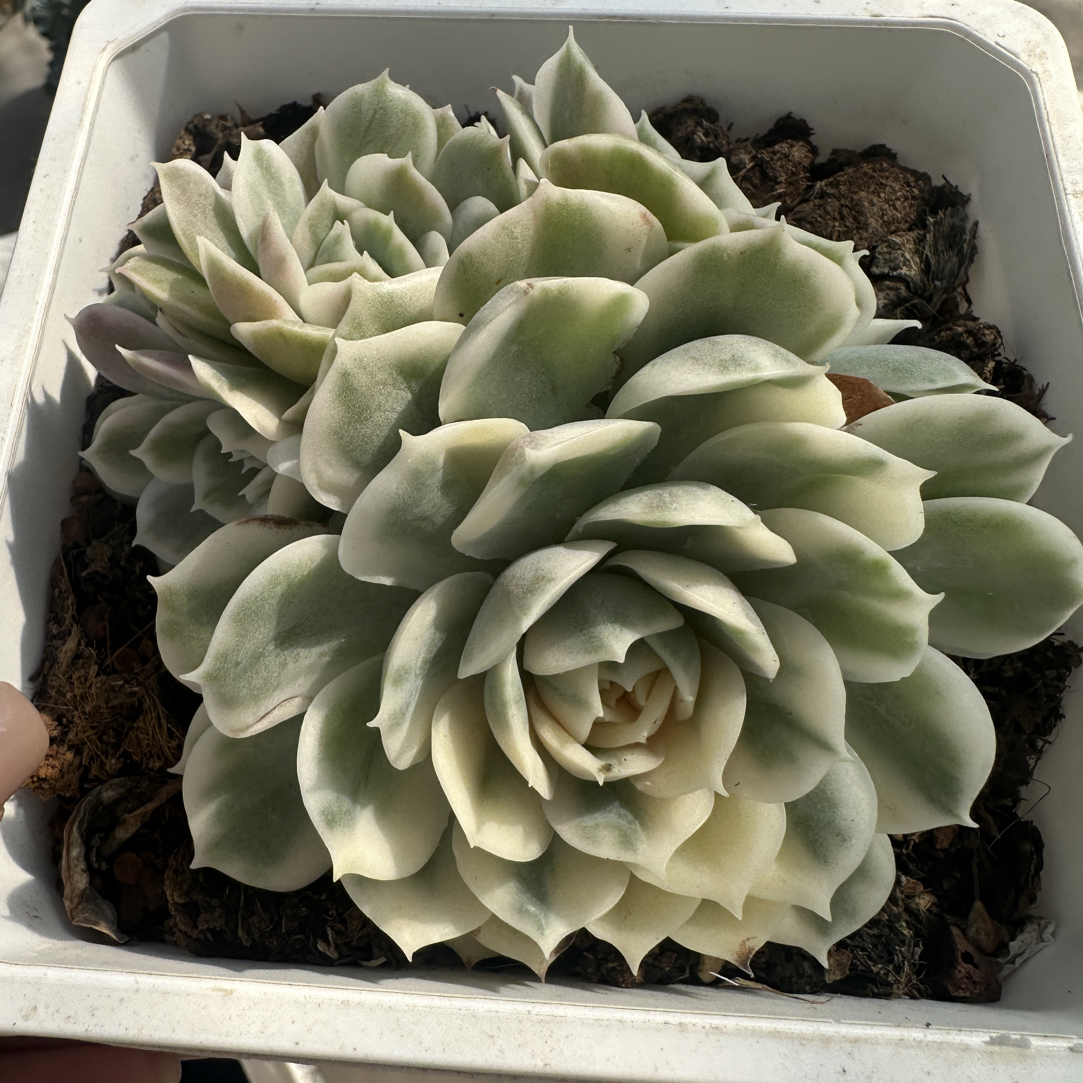 昂斯诺锦，多肉植物