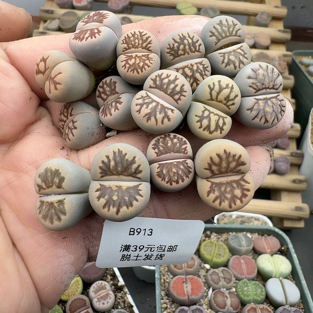 913多肉哈哈哈哈哈哈