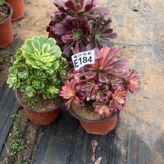 184三个法师不包断枝